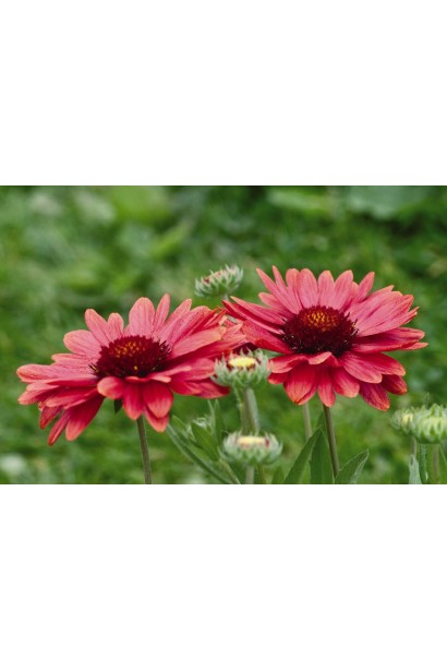 Гайлардія великоквіткова ’Арізона Ред Шейдз’